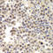 Minichromosome Maintenance Complex Component 4 antibody, LS-C332328, Lifespan Biosciences, Immunohistochemistry frozen image 