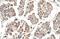 Motile Sperm Domain Containing 3 antibody, NBP1-60035, Novus Biologicals, Immunohistochemistry paraffin image 