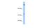 Niban Apoptosis Regulator 1 antibody, GTX46971, GeneTex, Western Blot image 