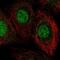 THAP Domain Containing 8 antibody, NBP2-56632, Novus Biologicals, Immunofluorescence image 