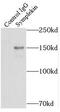Symplekin antibody, FNab08415, FineTest, Immunoprecipitation image 
