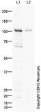 Golgin A2 antibody, ab30637, Abcam, Western Blot image 