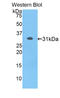 SED1 antibody, LS-C295375, Lifespan Biosciences, Western Blot image 