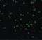 TNF Receptor Superfamily Member 14 antibody, LS-B1424, Lifespan Biosciences, Immunofluorescence image 
