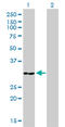 Annexin A5 antibody, LS-B5377, Lifespan Biosciences, Western Blot image 