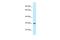 Oligodendrocyte Transcription Factor 1 antibody, PA5-69395, Invitrogen Antibodies, Western Blot image 