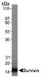 Baculoviral IAP Repeat Containing 5 antibody, NB500-238, Novus Biologicals, Western Blot image 