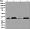 Syndecan Binding Protein antibody, ab133267, Abcam, Western Blot image 