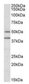 TRAF-interacting protein antibody, AP31057PU-N, Origene, Western Blot image 