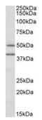 TRAF Interacting Protein antibody, AP31057PU-N, Origene, Western Blot image 