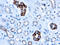 CD63 Molecule antibody, GTX21318, GeneTex, Immunohistochemistry paraffin image 