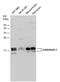 GABA Type A Receptor Associated Protein Like 1 antibody, PA5-78451, Invitrogen Antibodies, Western Blot image 