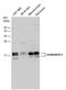 GABA Type A Receptor Associated Protein Like 1 antibody, PA5-78451, Invitrogen Antibodies, Western Blot image 