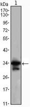 Cyclin Dependent Kinase 1 antibody, MA5-15629, Invitrogen Antibodies, Western Blot image 