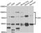 Mitogen-Activated Protein Kinase Kinase Kinase 20 antibody, LS-C349093, Lifespan Biosciences, Western Blot image 