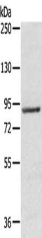 Ribosomal Protein S6 Kinase A1 antibody, CSB-PA798266, Cusabio, Western Blot image 
