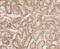 ZBTB20 antibody, FNab09589, FineTest, Immunohistochemistry paraffin image 