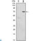 Growth Factor Independent 1 Transcriptional Repressor antibody, LS-C812623, Lifespan Biosciences, Western Blot image 