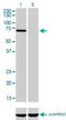 Membrane Palmitoylated Protein 3 antibody, H00004356-M01, Novus Biologicals, Western Blot image 