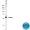 Napsin A Aspartic Peptidase antibody, MAB8489, R&D Systems, Western Blot image 