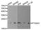 Prostaglandin E Synthase 3 antibody, abx004071, Abbexa, Western Blot image 