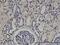 Zinc Finger Protein 266 antibody, H00010781-M02, Novus Biologicals, Immunohistochemistry frozen image 
