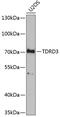 Tudor domain-containing protein 3 antibody, 19-972, ProSci, Western Blot image 