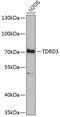 Tudor Domain Containing 3 antibody, 19-972, ProSci, Western Blot image 