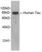 Goat IgG antibody, LS-C202957, Lifespan Biosciences, Western Blot image 