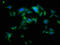 Tyrosyl-TRNA Synthetase antibody, CSB-PA00465A0Rb, Cusabio, Immunofluorescence image 