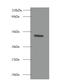 RELT TNF Receptor antibody, A52194-100, Epigentek, Western Blot image 