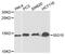 ISG15 Ubiquitin Like Modifier antibody, MBS127190, MyBioSource, Western Blot image 