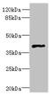 Free Fatty Acid Receptor 3 antibody, A62582-100, Epigentek, Western Blot image 