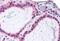 TACE antibody, GTX13535, GeneTex, Immunohistochemistry paraffin image 
