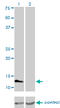Fatty Acid Binding Protein 3 antibody, LS-C197186, Lifespan Biosciences, Western Blot image 