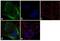 alpha-Tubulin antibody, 322588, Invitrogen Antibodies, Immunofluorescence image 