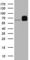 Heterogeneous Nuclear Ribonucleoprotein M antibody, CF803154, Origene, Western Blot image 