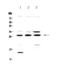 Thiopurine S-Methyltransferase antibody, A00671-1, Boster Biological Technology, Western Blot image 