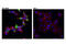 Cytochrome P450 Family 11 Subfamily A Member 1 antibody, 14217S, Cell Signaling Technology, Immunocytochemistry image 