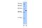 Torsin Family 2 Member A antibody, PA5-43538, Invitrogen Antibodies, Western Blot image 