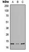 REG-4 antibody, LS-C354464, Lifespan Biosciences, Western Blot image 