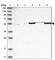 Transcriptional Adaptor 2B antibody, HPA035770, Atlas Antibodies, Western Blot image 