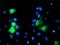 GTPase, IMAP Family Member 4 antibody, MA5-25993, Invitrogen Antibodies, Immunocytochemistry image 