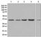 Peroxisomal Biogenesis Factor 19 antibody, ab137072, Abcam, Western Blot image 