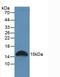 Galectin 2 antibody, LS-C314461, Lifespan Biosciences, Western Blot image 