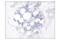 TNF Receptor Superfamily Member 17 antibody, 88183S, Cell Signaling Technology, Immunohistochemistry paraffin image 