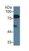 Lipopolysaccharide Binding Protein antibody, LS-C295182, Lifespan Biosciences, Western Blot image 