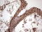 GLI Family Zinc Finger 1 antibody, LS-C790090, Lifespan Biosciences, Immunohistochemistry frozen image 