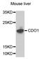 Cysteine Dioxygenase Type 1 antibody, STJ110700, St John