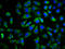 Transmembrane Protein 26 antibody, LS-C681567, Lifespan Biosciences, Immunofluorescence image 